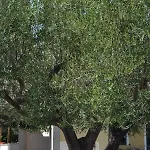 بيت للعطل Oasi Peppa